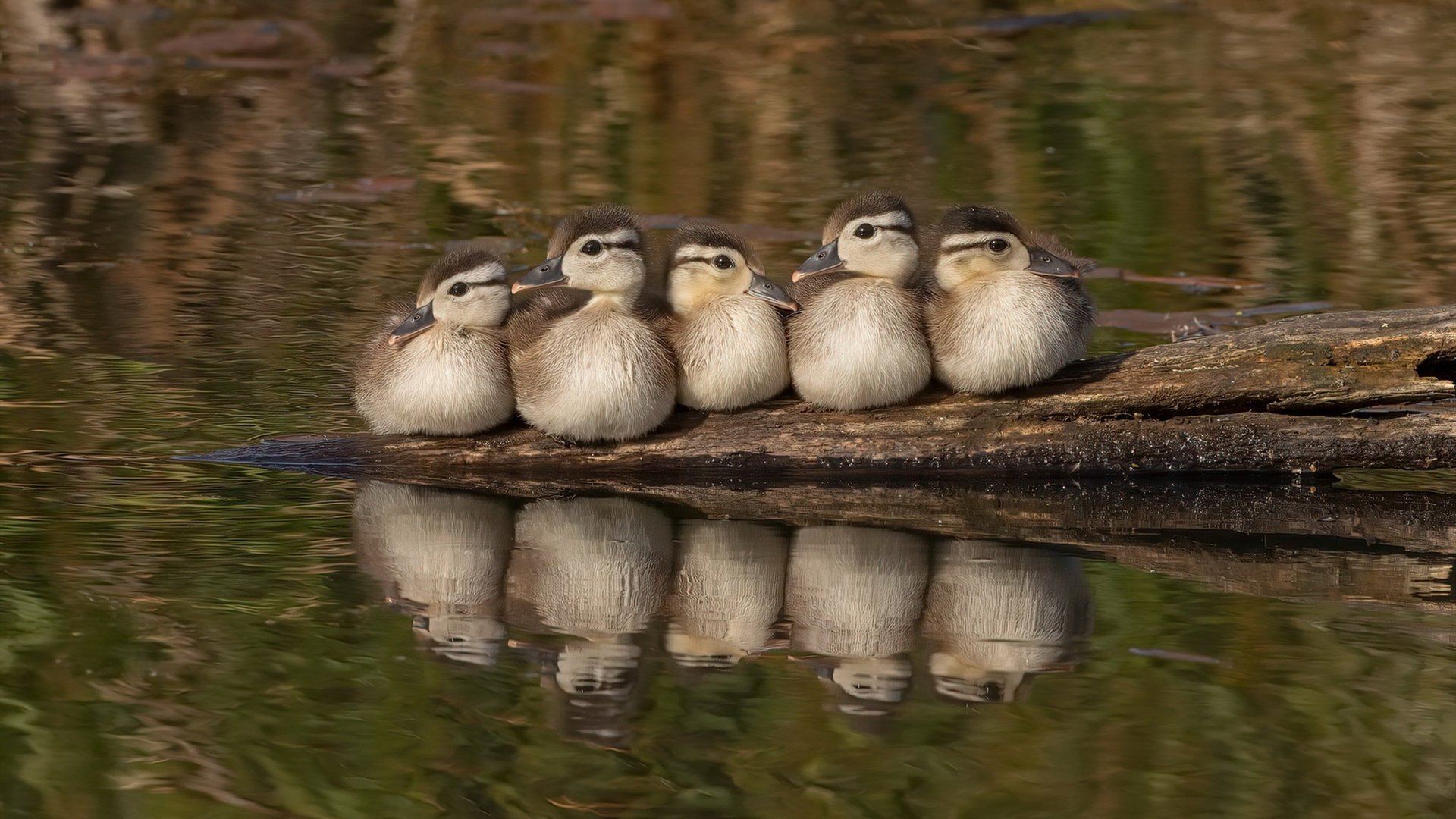 意甲：米兰双雄继续追赶，积分脱离中游队伍，sina意甲米兰