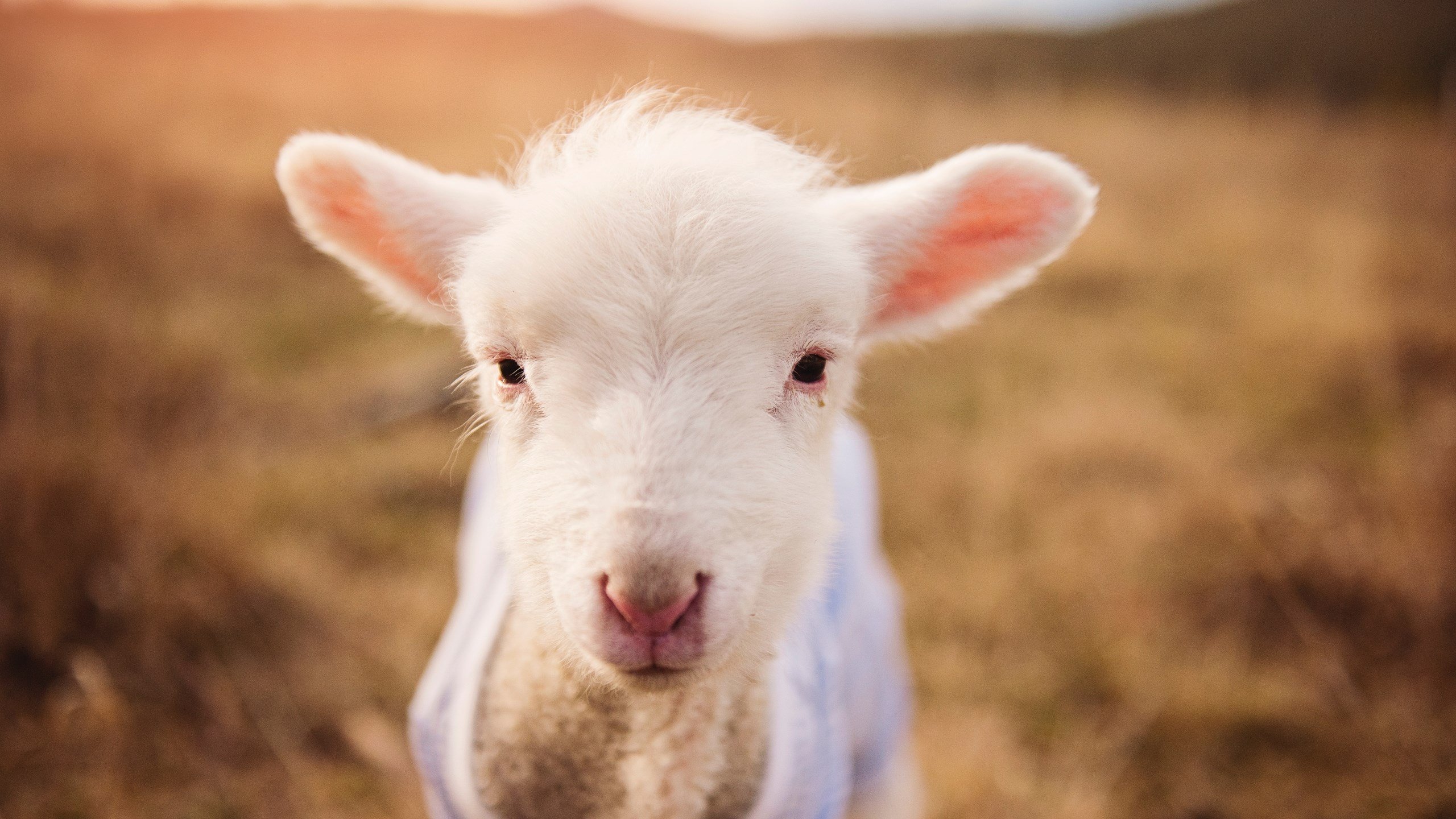 爱游戏app-意甲：米兰双雄继续追赶，积分脱离中游队伍，sina意甲米兰